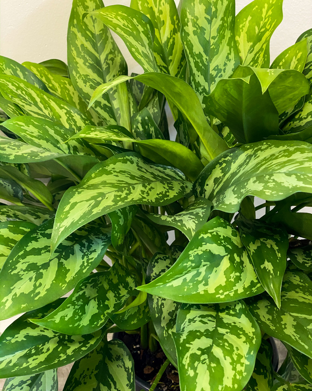 Buy Aglaonema 'Mary Ann' Elite | Free Shipping over $100