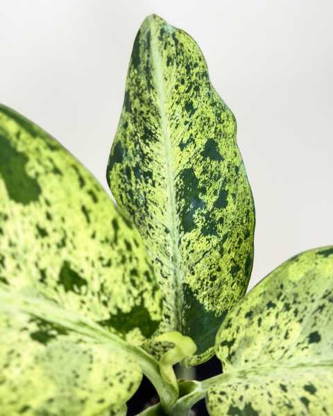 Foliage