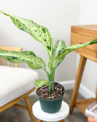 Dieffenbachia Maui Wowie