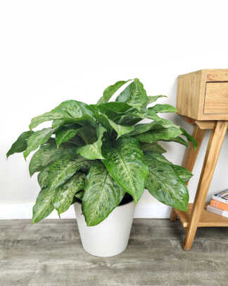 Dieffenbachia Memoria-Corsii