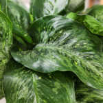 Dieffenbachia Memoria-Corsii