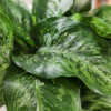 jade plant price Jade Plant