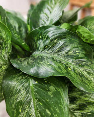 Dieffenbachia Memoria-Corsii