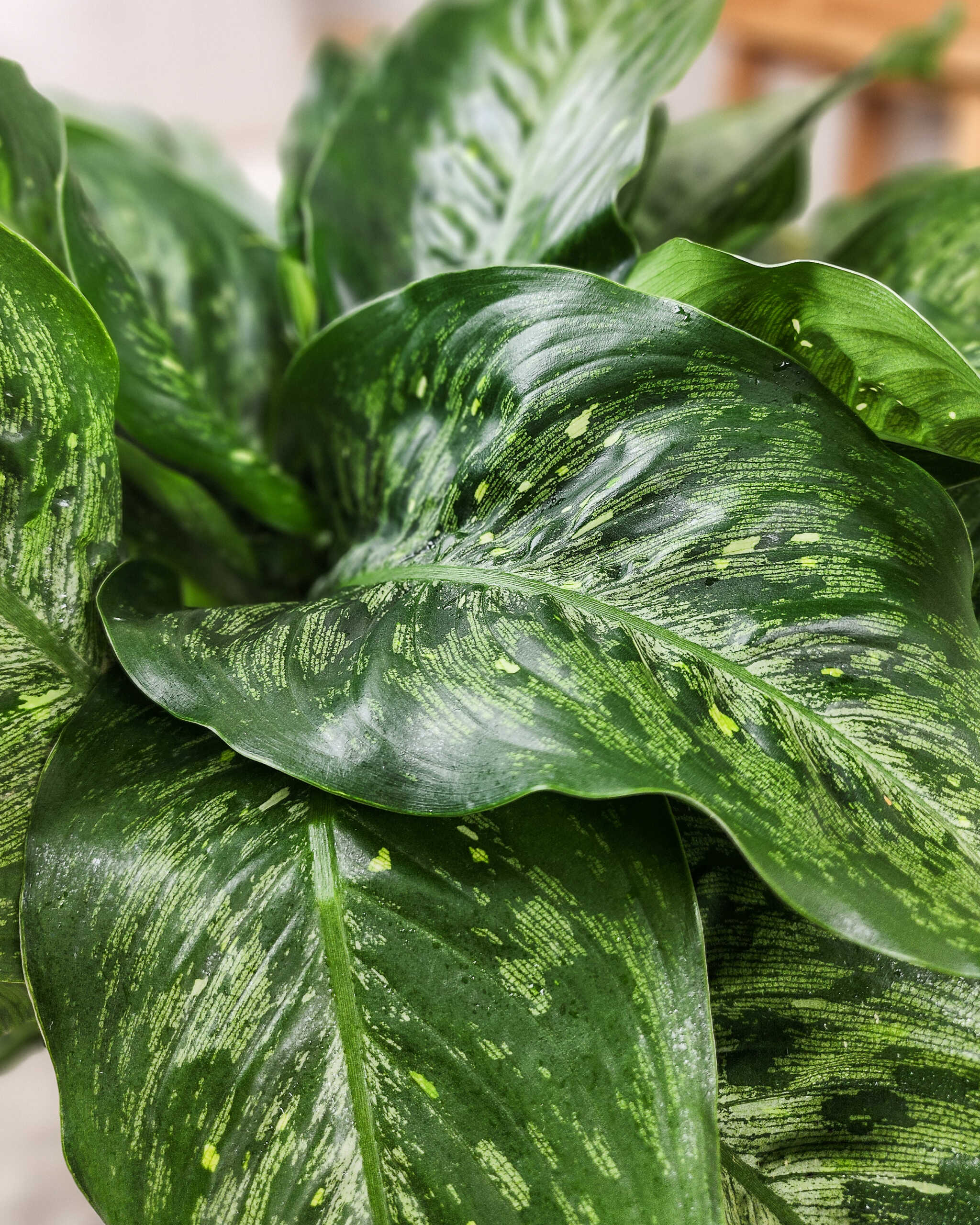 Dieffenbachia Memoria-Corsii