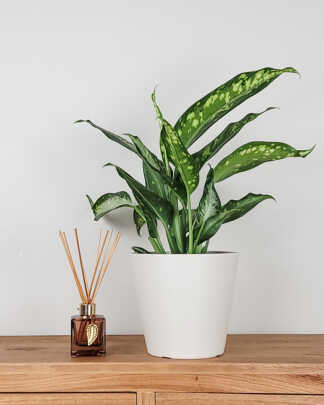 Dieffenbachia Panther