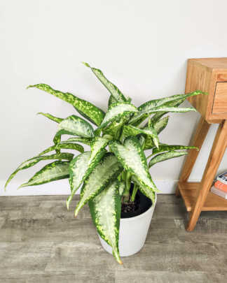 Dieffenbachia 'Panther'