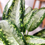 Dieffenbachia 'Panther'