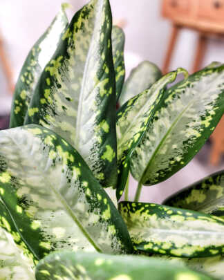 Dieffenbachia 'Panther'