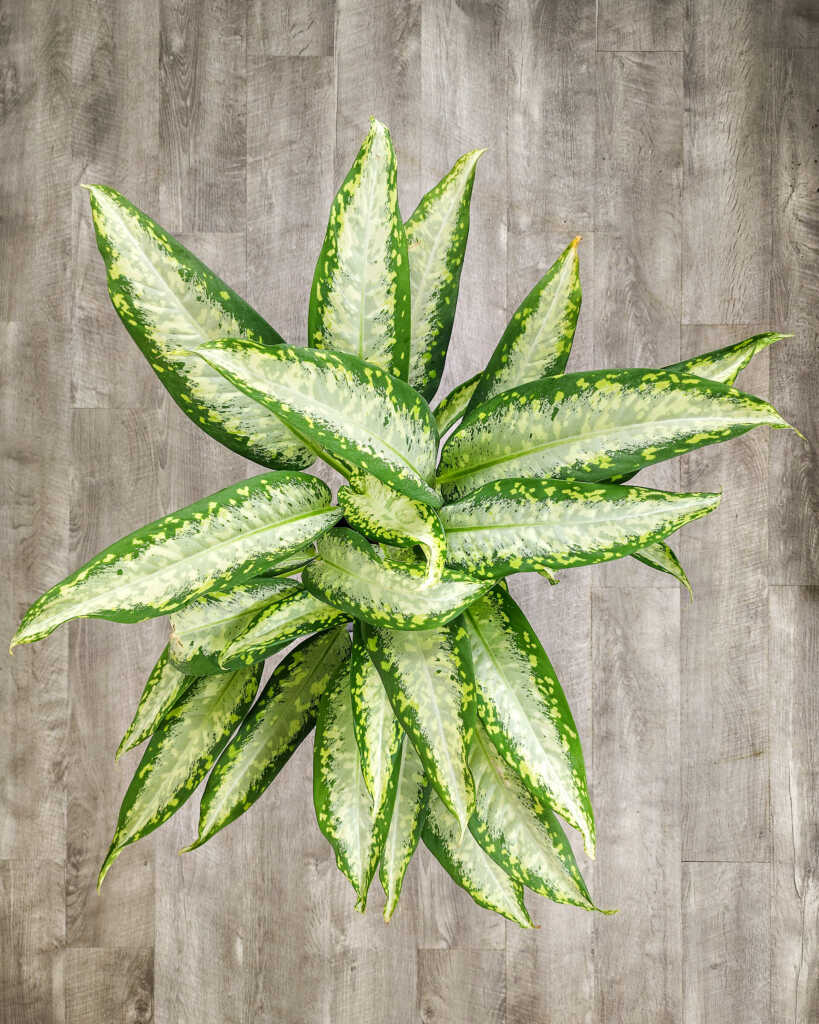 Dieffenbachia Varieties | PlantVine