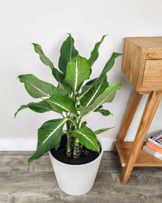 Dieffenbachia 'Sterling'