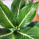Dieffenbachia 'Sterling'