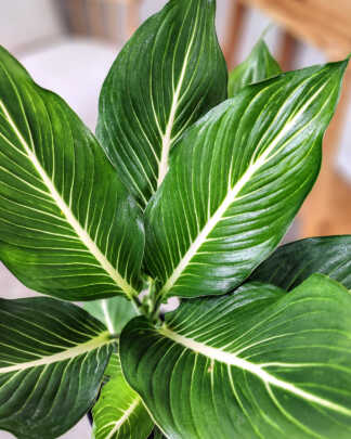 Dieffenbachia 'Sterling'