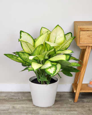 Dieffenbachia 'Tropic Marianne'