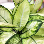 Dieffenbachia 'Tropic Marianne'