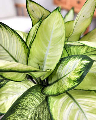 Dieffenbachia 'Tropic Marianne'