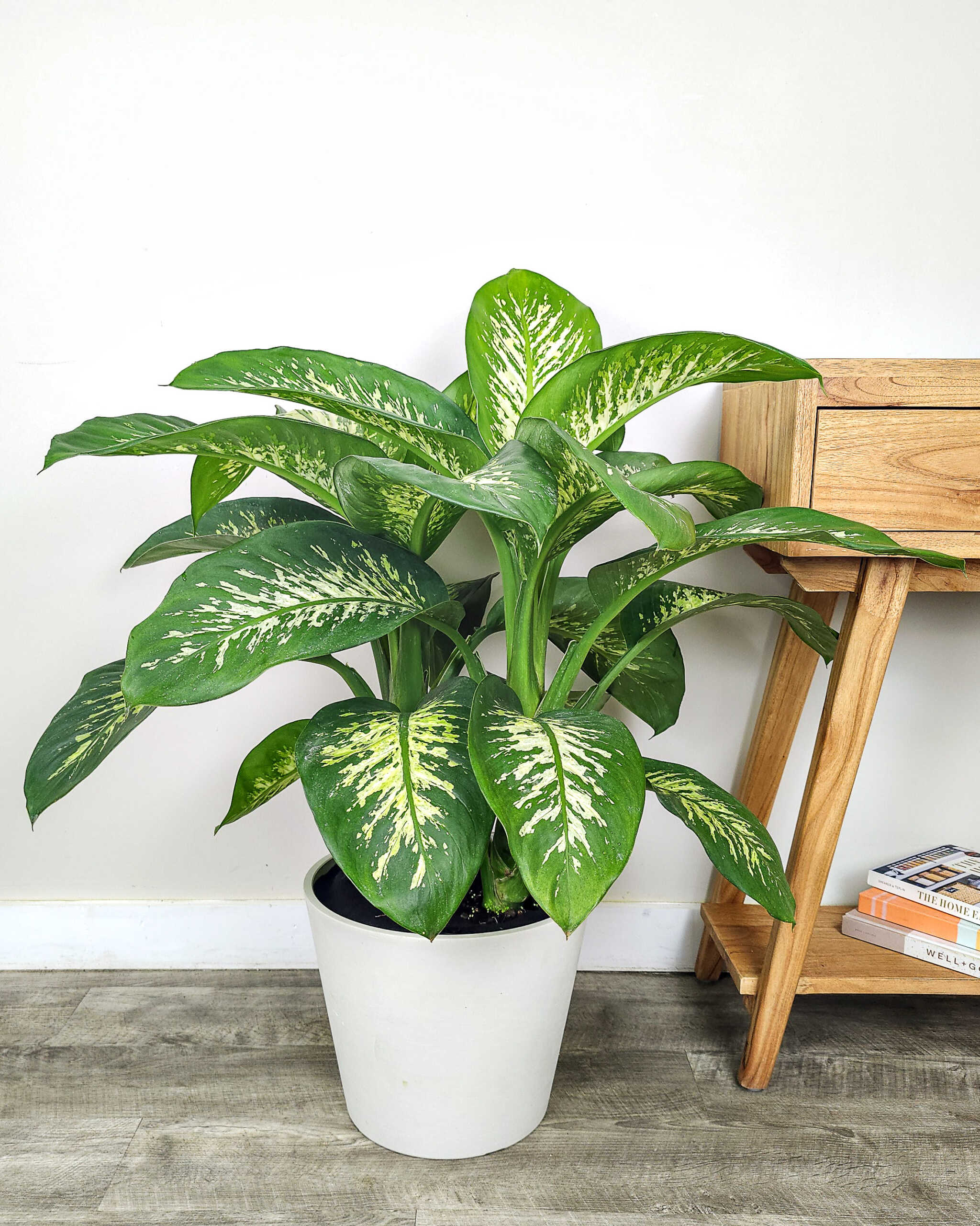 Dieffenbachia Tropic Snow PlantVine Dieffenbachia Tropic Snow PlantVine