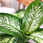 Dieffenbachia 'Tropic Snow'