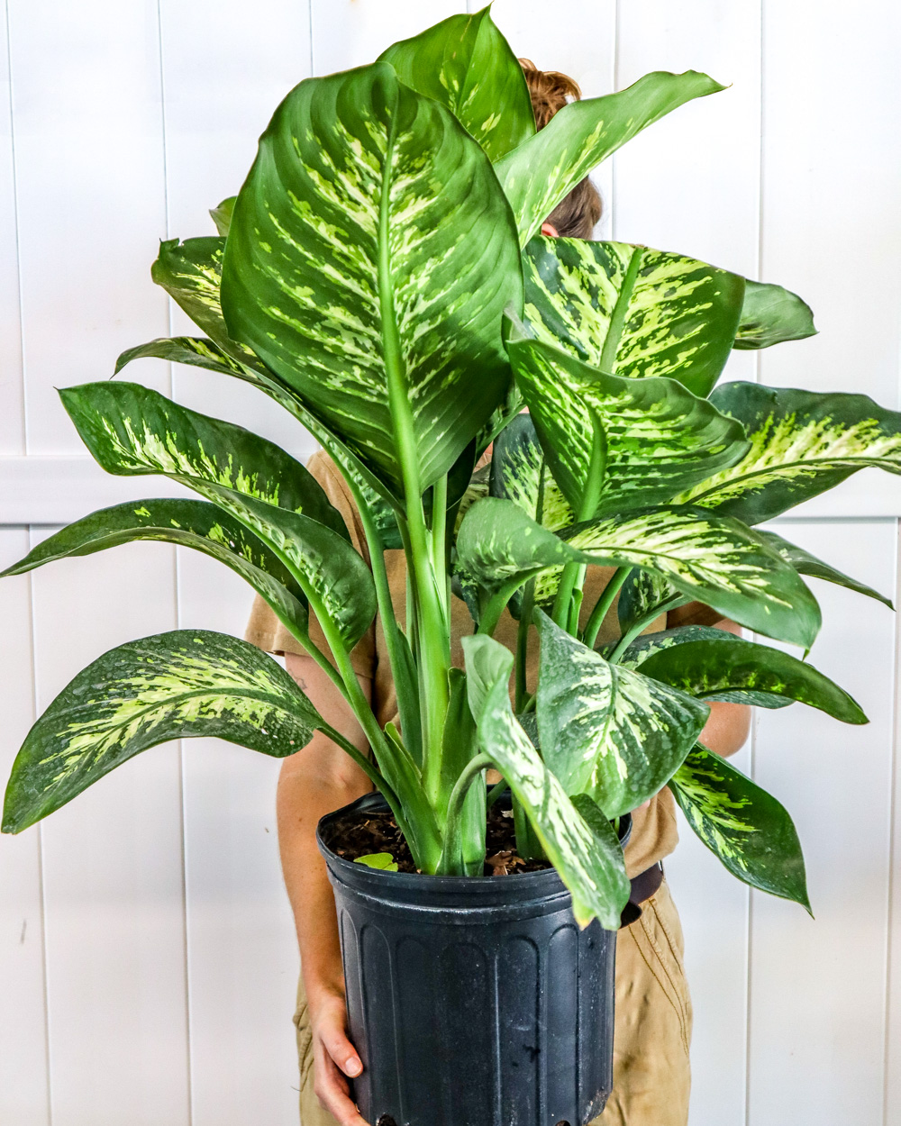 Buy Dieffenbachia amoena �Tropic Snow�, Dumb Cane Free
