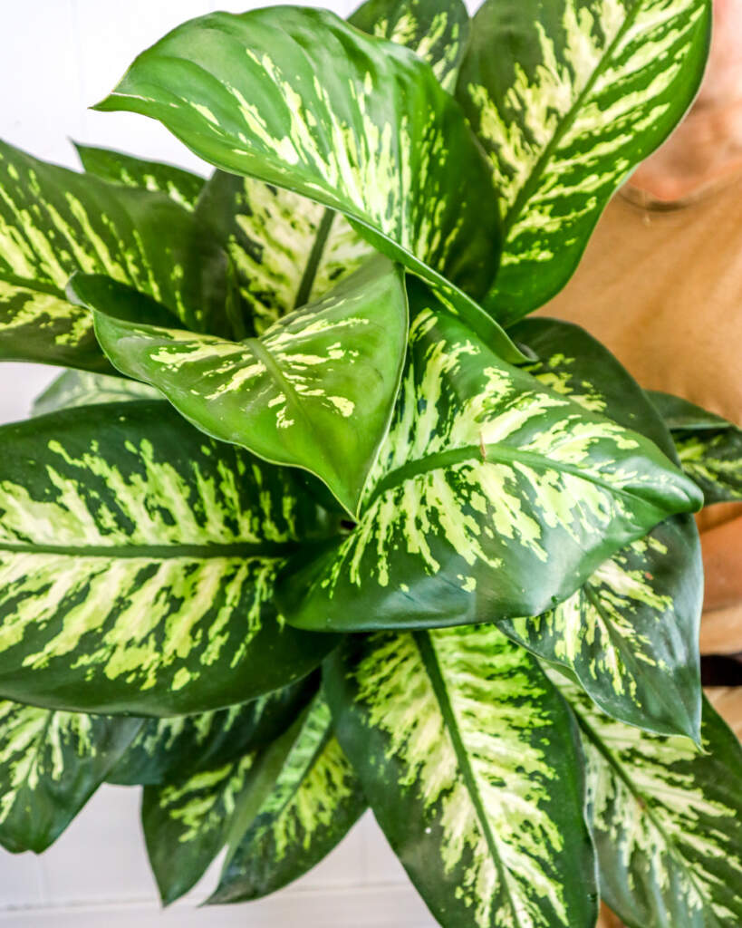 Buy Dieffenbachia amoena 'Tropic Snow', Dumb Cane Free Shipping over 100