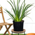 dietes iridioides large