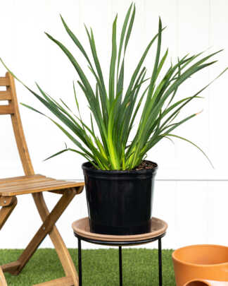 dietes iridioides large