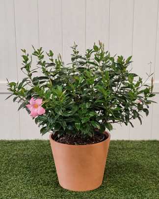 Pink Dipladenia - Large, Bush