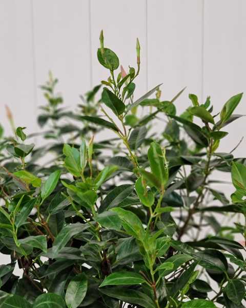 Foliage Foliage