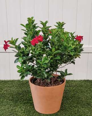 Red Dipladenia - Large, Bush