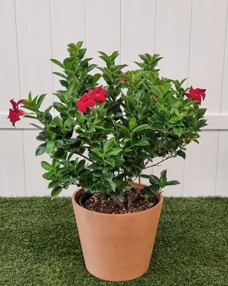 Red Dipladenia - Large, Bush