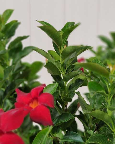 Foliage Foliage