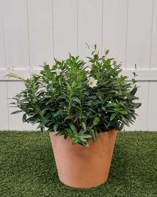 White Dipladenia - Large, Bush