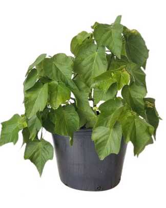 dombeya x seminole 7g