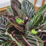 Dottie Calathea