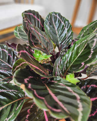 Dottie Calathea