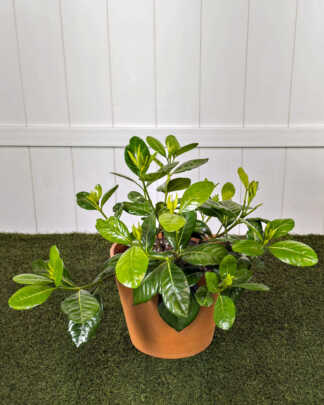 Double Tahitian Gardenia