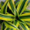 drac gold star foliage