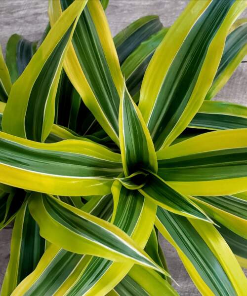Foliage