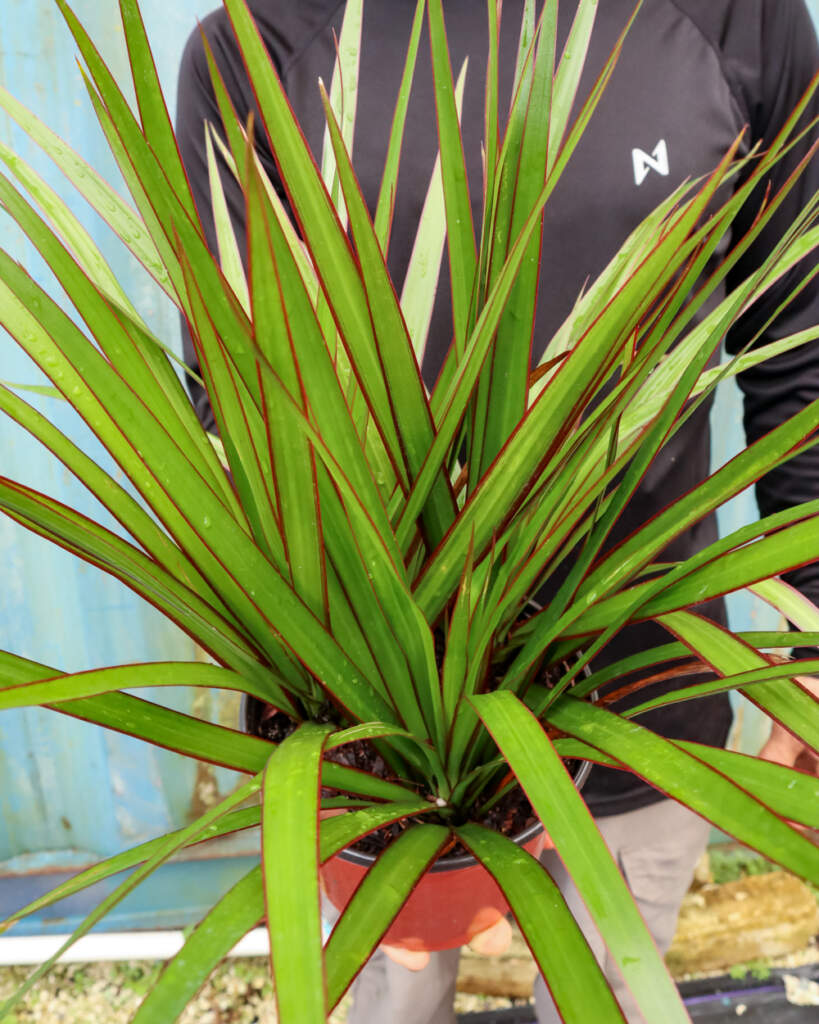 Buy Dracaena marginata, Madagascar Dragon Tree Free