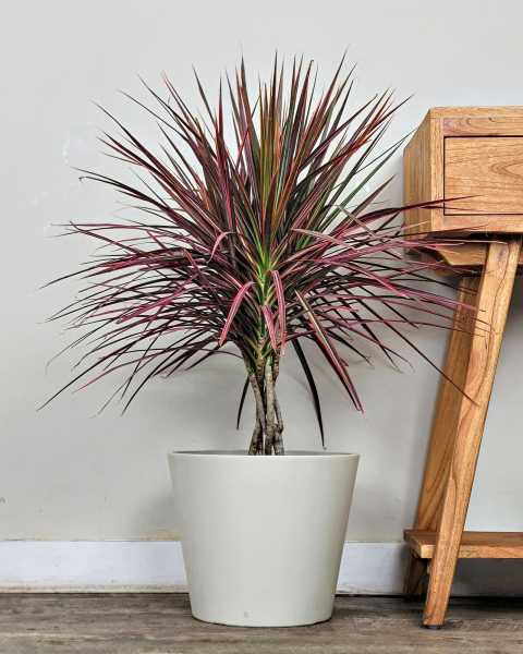 Large Braided Large Braided