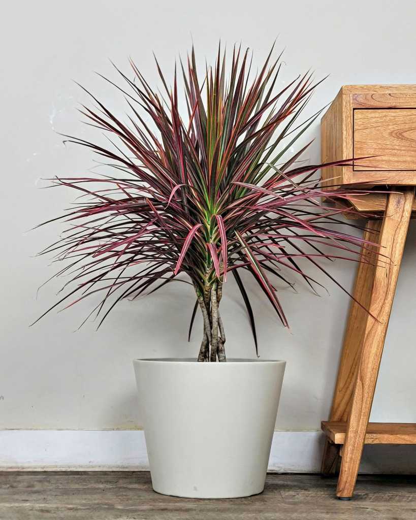 Dracaena marginata « Colorama » main image 1