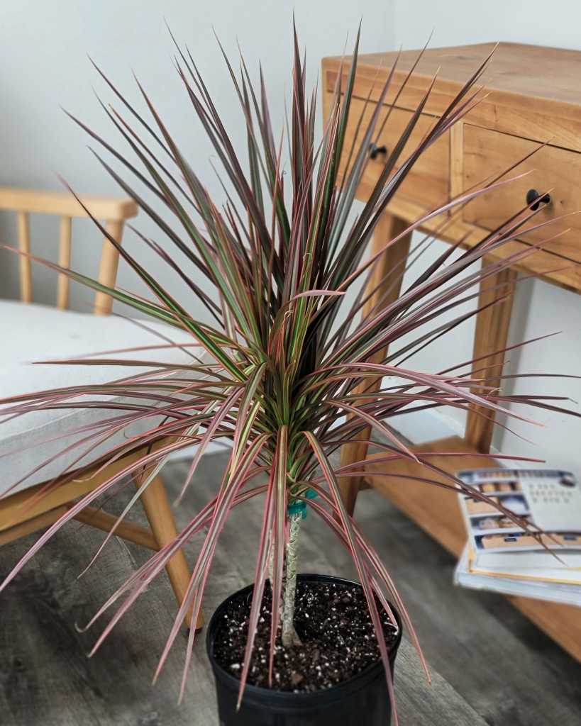 Cool Review About Dracaena Marginata Colourama