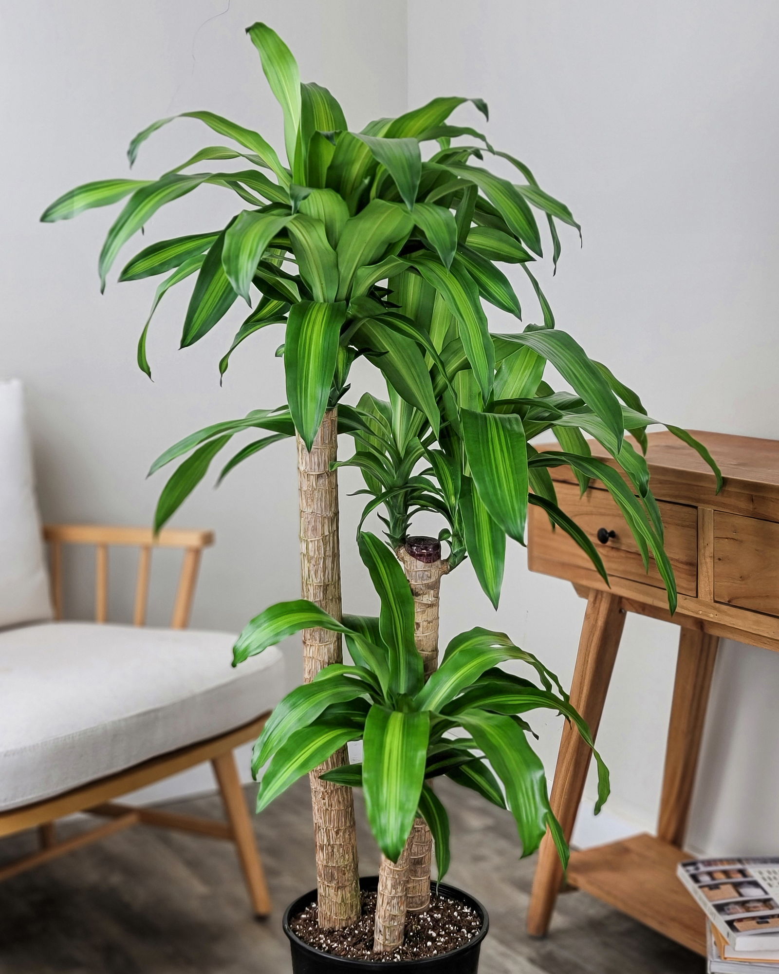 Buy Dracaena Fragrans Massangeana Corn Plant Online