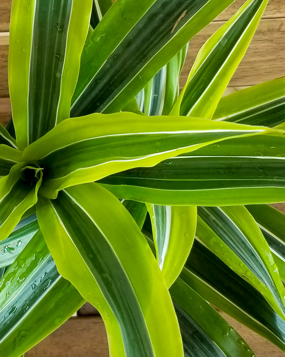 Warneckii Dracaena