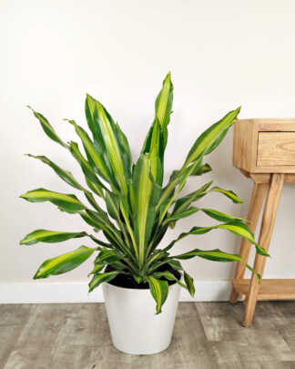 Dracaena Golden Heart