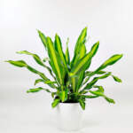Dracaena Golden Heart