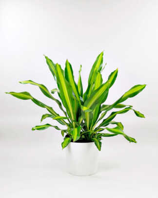 Dracaena Golden Heart