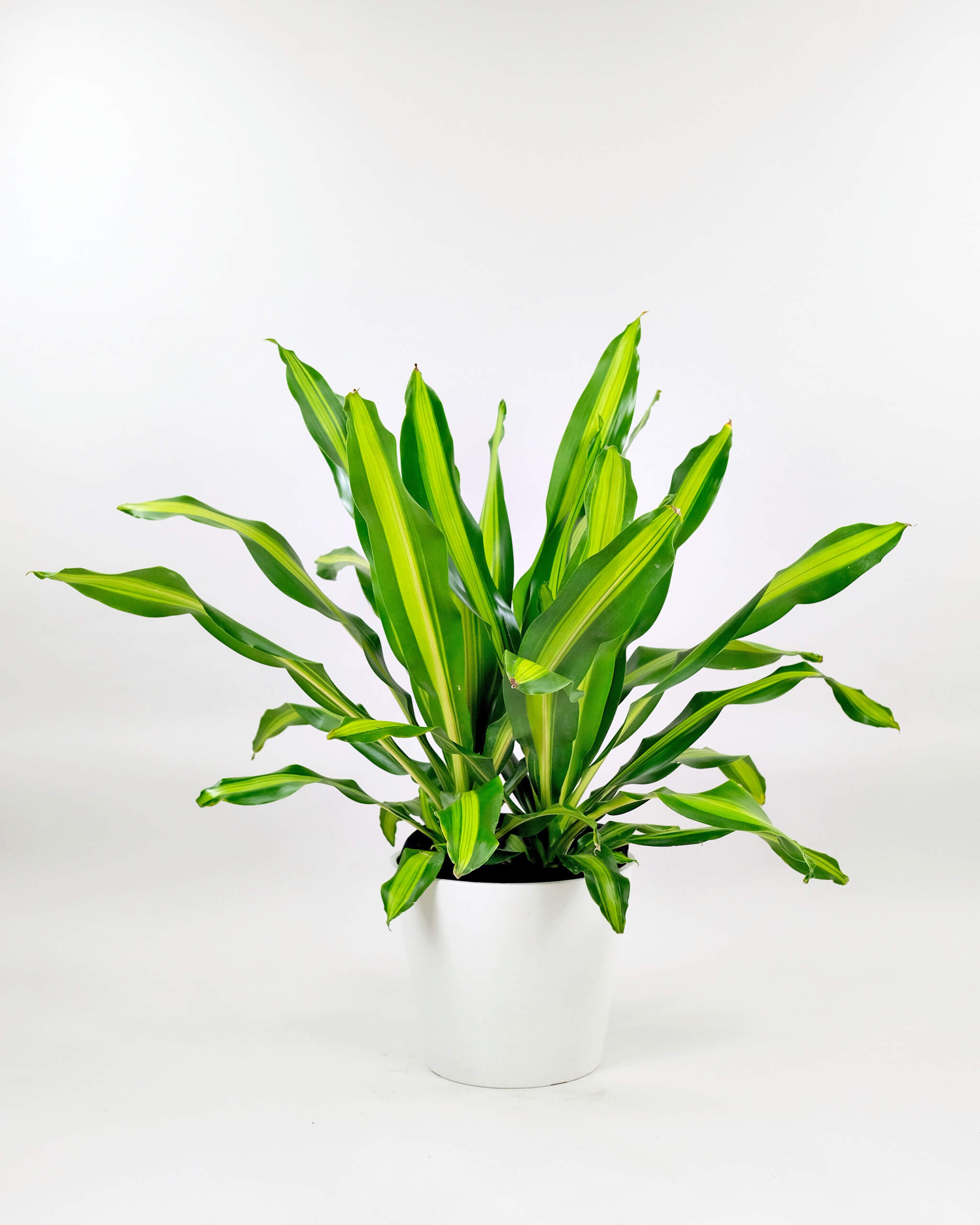 Dracaena fragrans Golden Heart