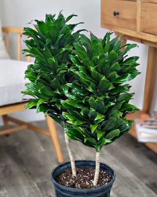 Dracaena Fragrans 'Janet Craig Compacta'