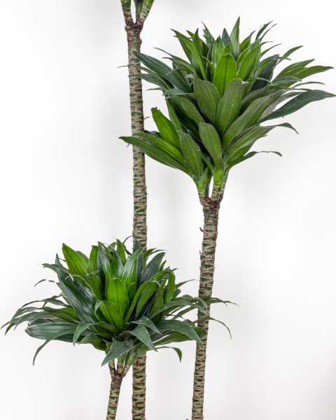 Foliage Cane