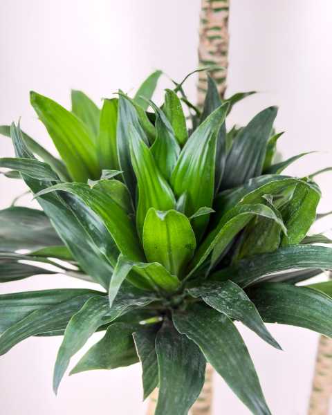 Foliage